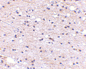Antibody product image